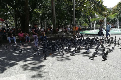 Palomas-parque-Bolivar_Foto_LAFM.jpg
