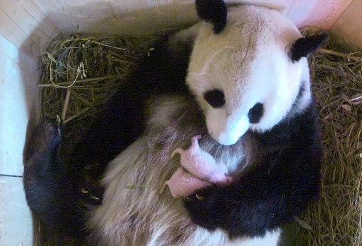 Pandas.jpg