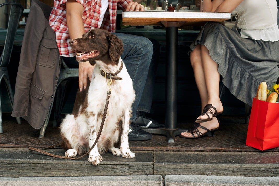 Perro-Ingimage.jpg