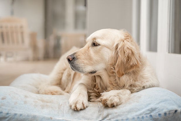 Perro-ingimage1.jpg