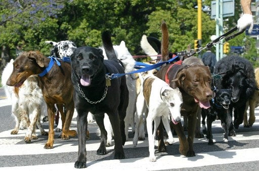 Perros-2-AFP.jpg