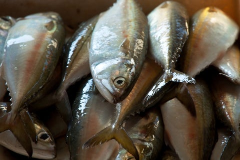 Pescado-ingimage.jpg
