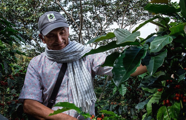 Recolector-de-cafe-Colprensa.jpg