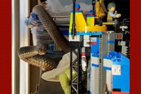 Serpiente-CimaHu-b.jpg