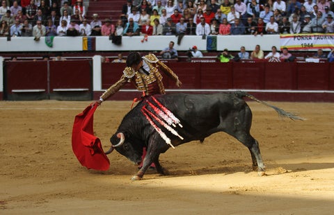 Toros-Colprensa-Sofía-Toscano.jpg
