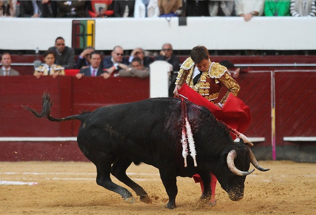Toros.jpg