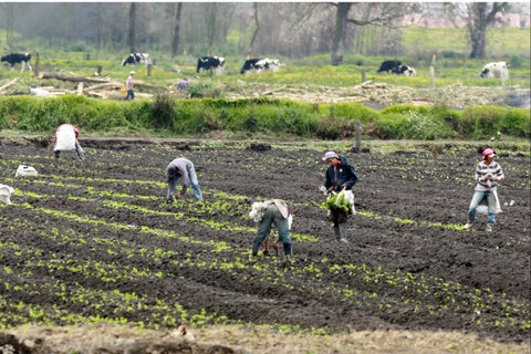 agricultores