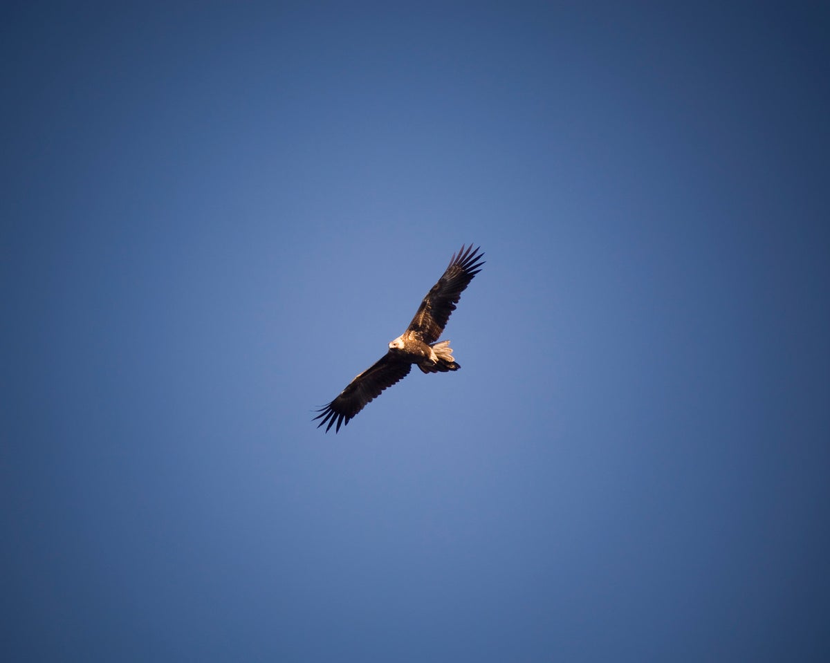 aguilasingimage.jpg