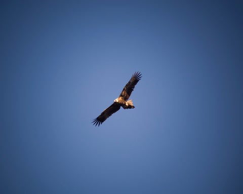 aguilasingimage.jpg