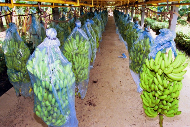bananolafm-e1508332228514.jpg