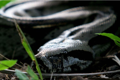 boacostrictorlafm.jpg