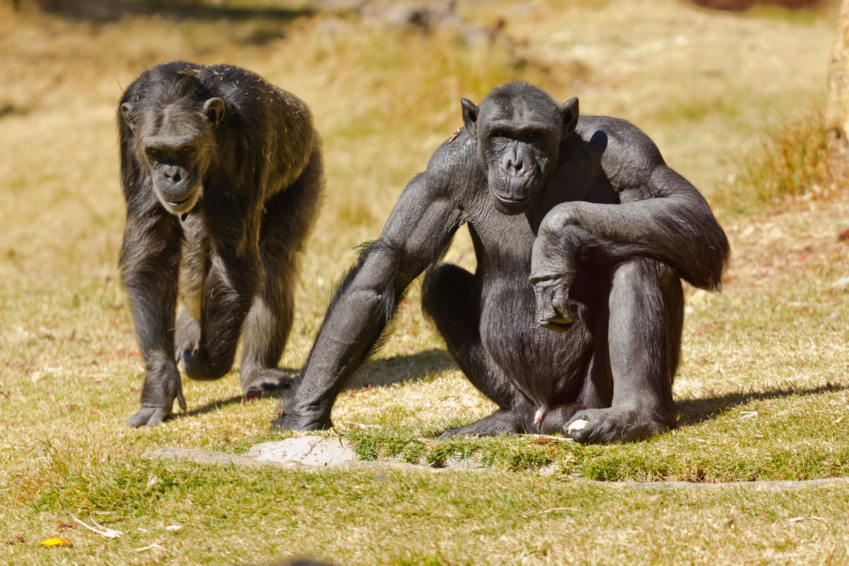 chimpancés.jpg