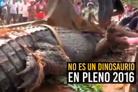 cocodrilo.jpg