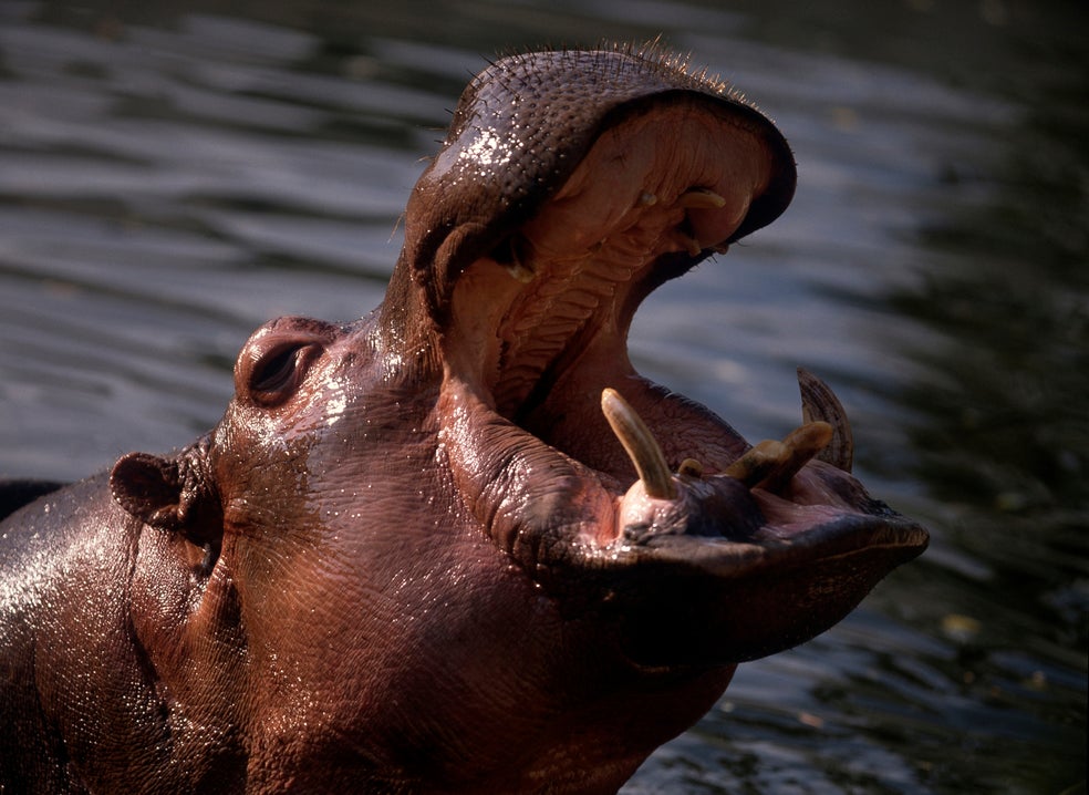 hipopótamos-Ingimage.jpg