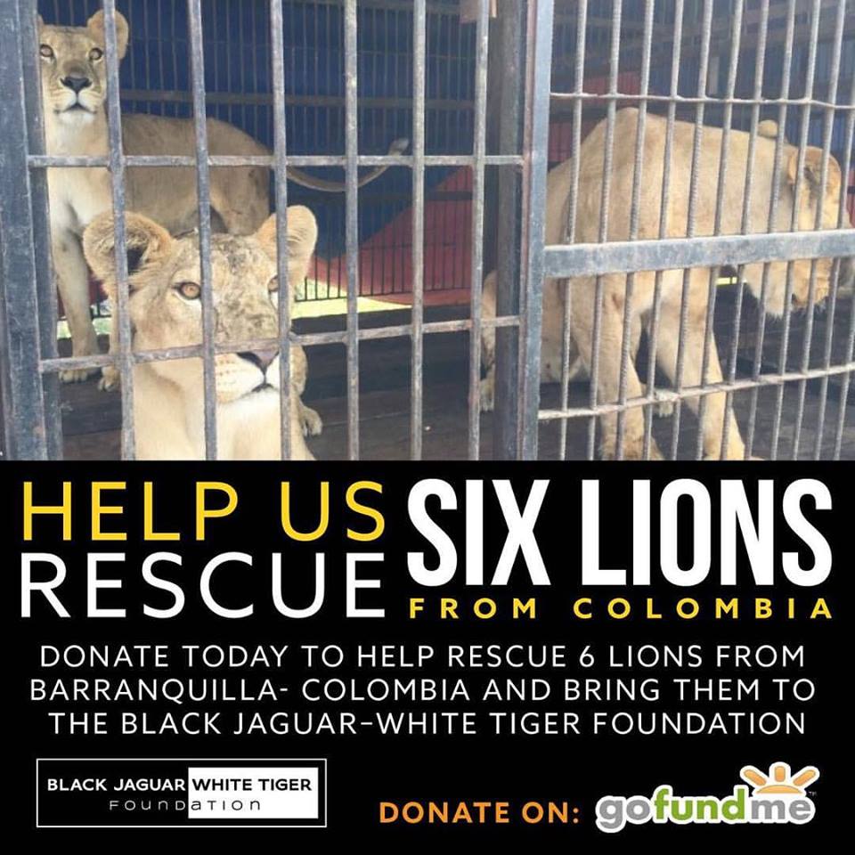 leones6.jpg