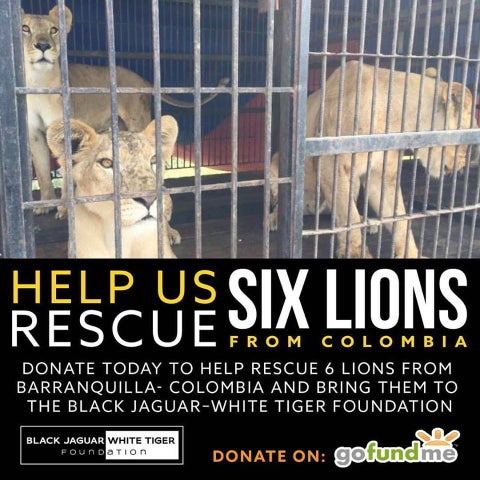 leones6.jpg