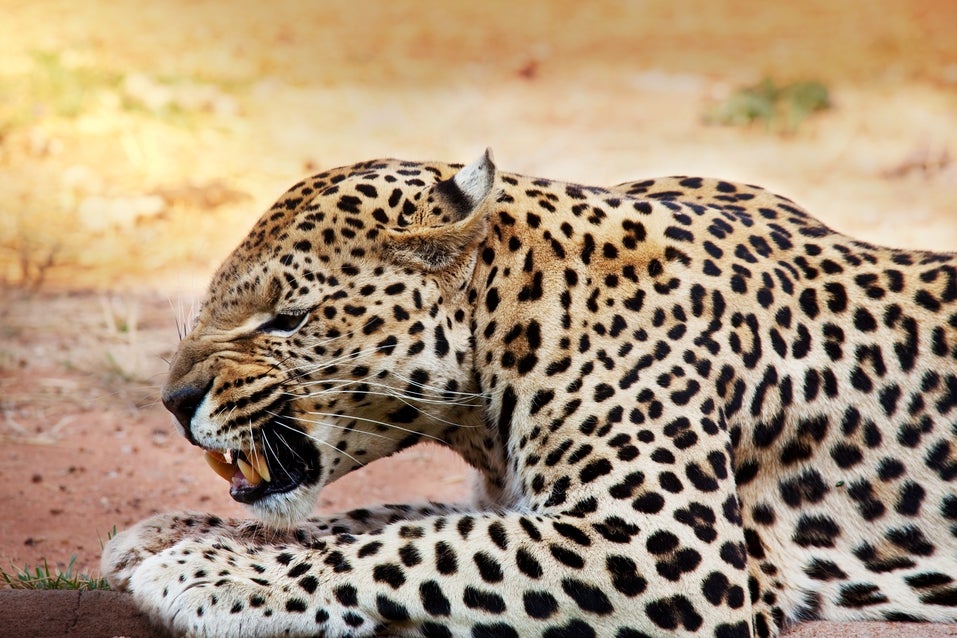 leopardo.jpg