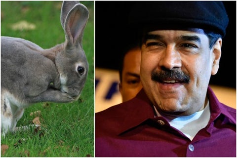 maduroconejo.jpg