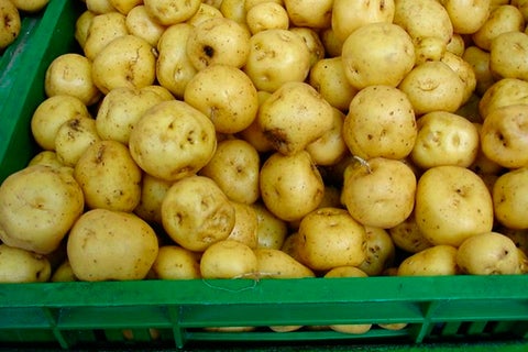 papacriolla.jpg
