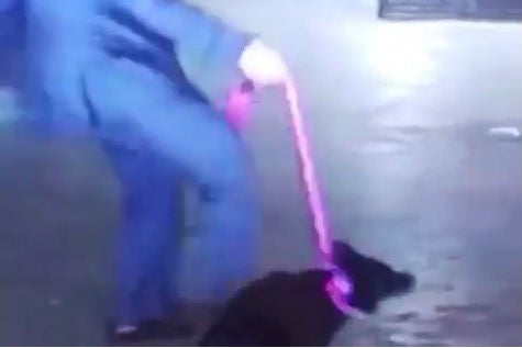perro-1.jpg