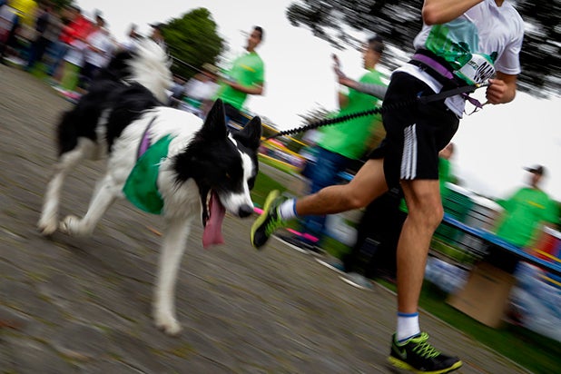perros-2.jpg