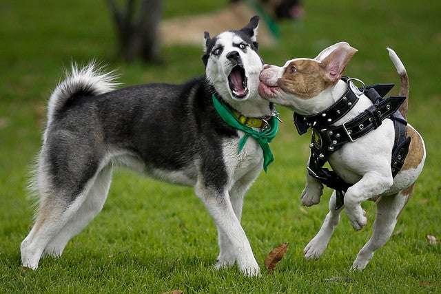 perros5.jpg