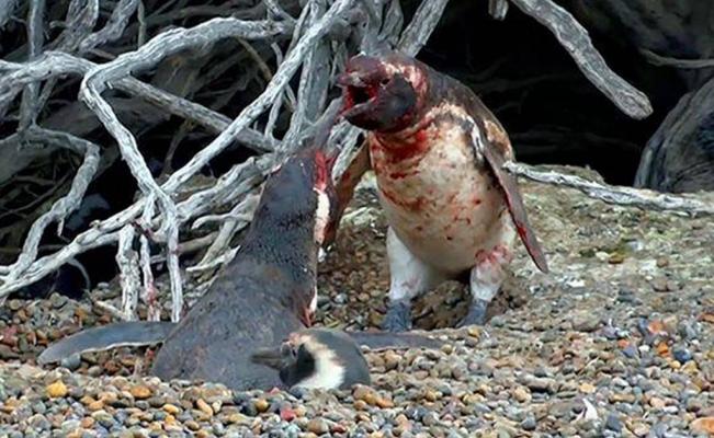 pinguinos.jpg