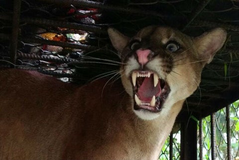 puma.jpg