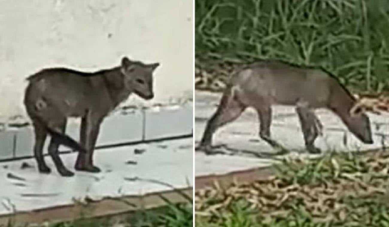 qué es un perro de color fantasma