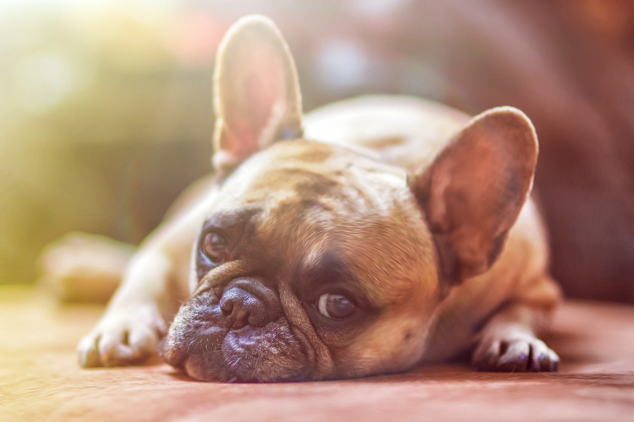 de que raza es el apolo de los perros