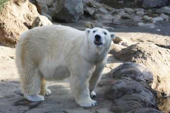 oso polar con matar gatos