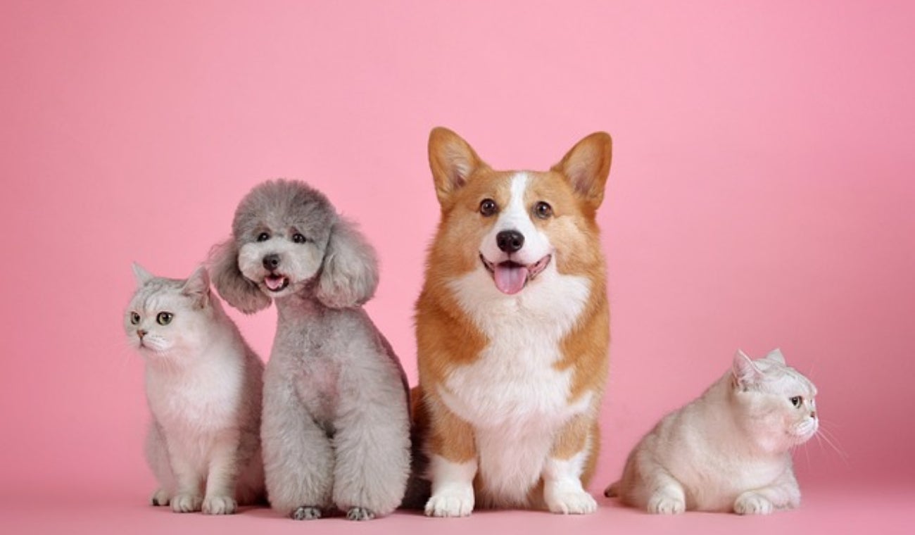 los perros entienden lo que decimos