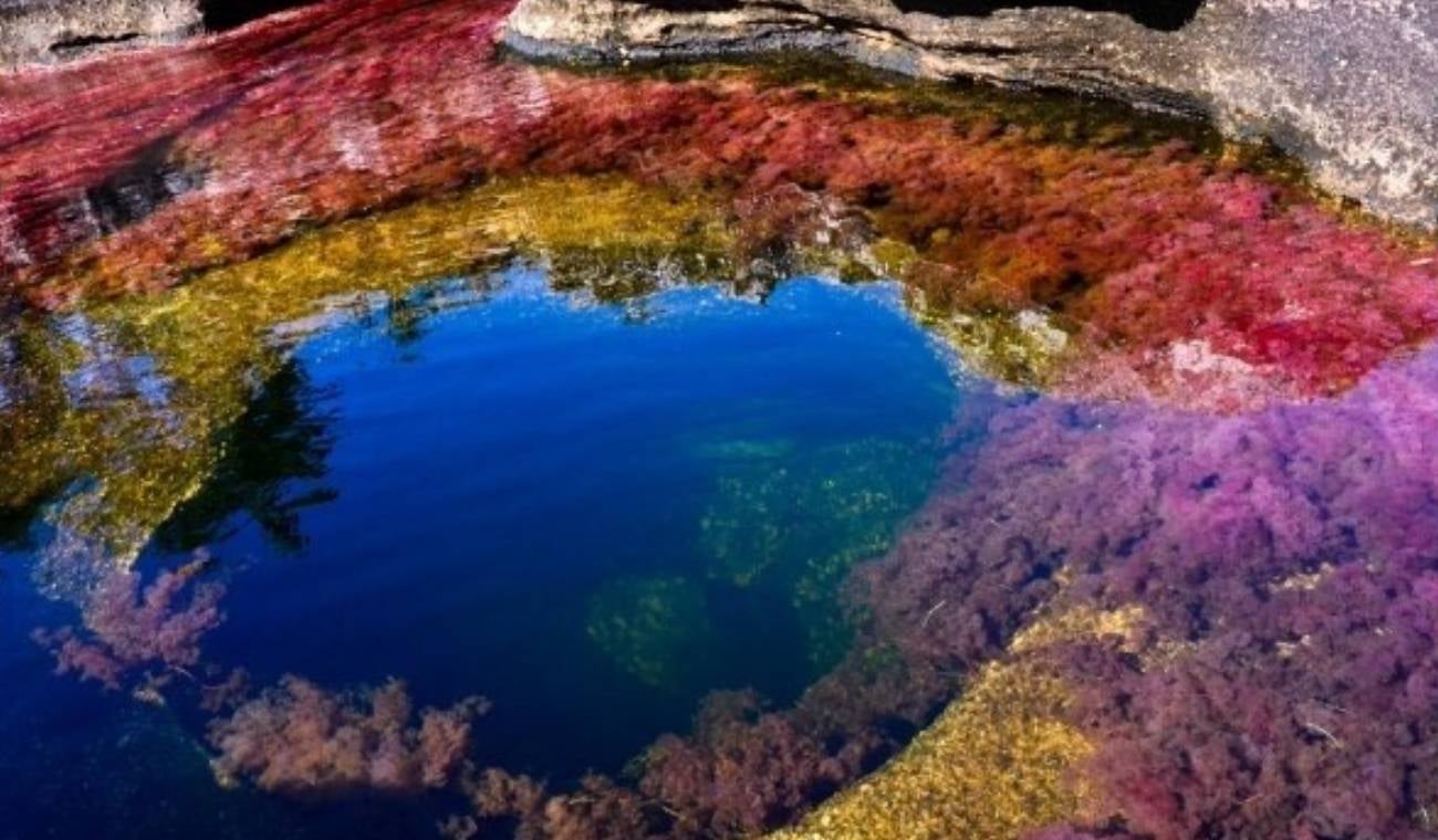 Caño Cristales Caño Cristales