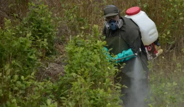 Fumigación terrestre | Glifosato | Cultivos ilícitos | Tumaco, Nariño | Febrero 2020