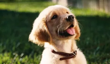 perro