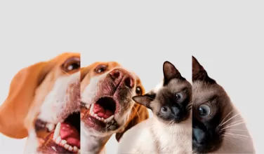 Estudios advierten que el sobrepeso puede reducir hasta en dos años la vida de una mascota.