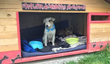 Perritos de la estación de Policía de Kennedy