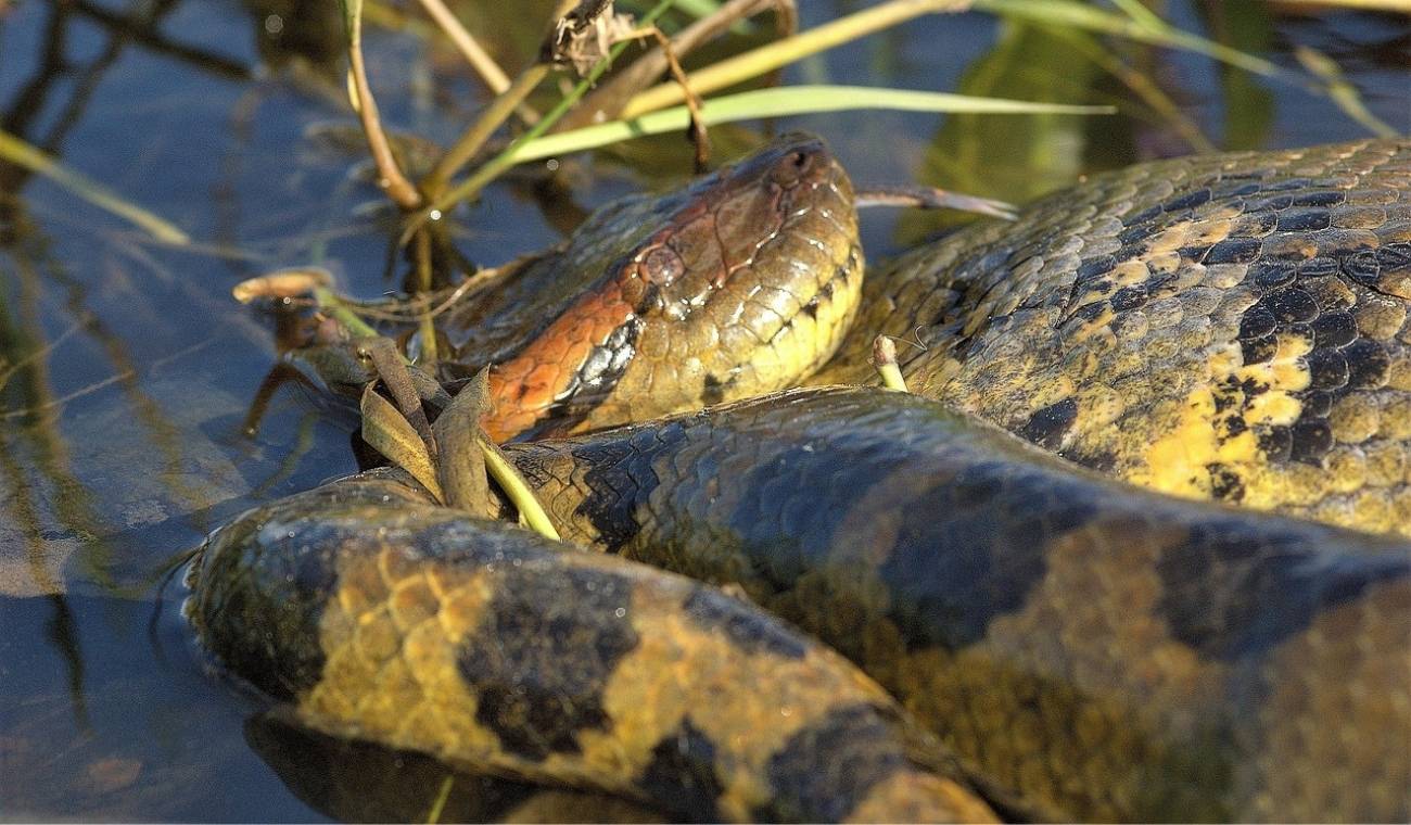 Hallan la anaconda más grande de la historia en el Amazonas