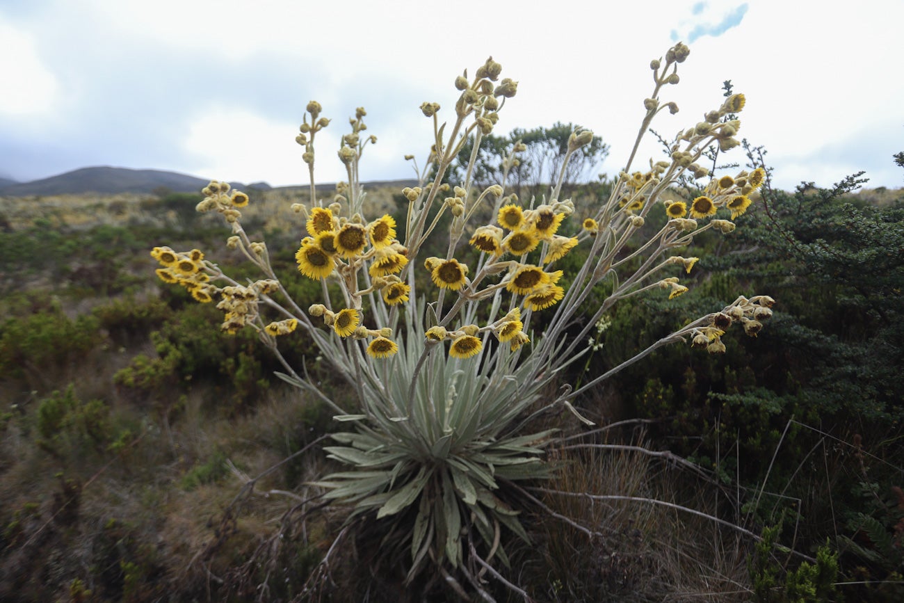 Frailejones Sumapaz 