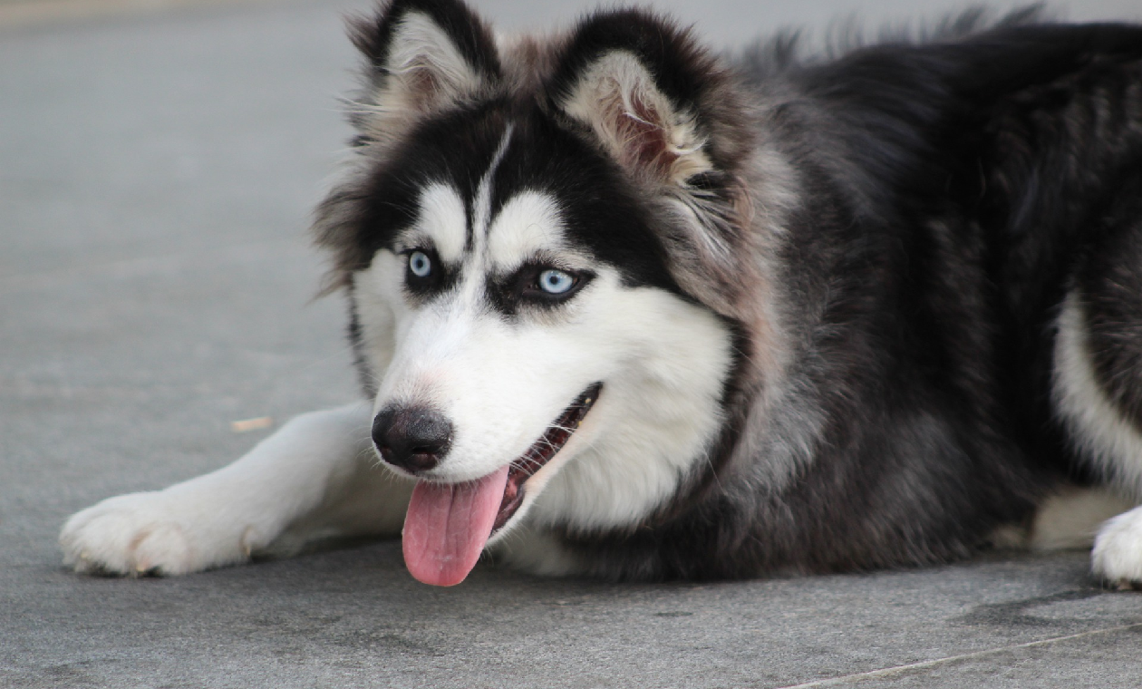 Perro Husky - imagen de referencia