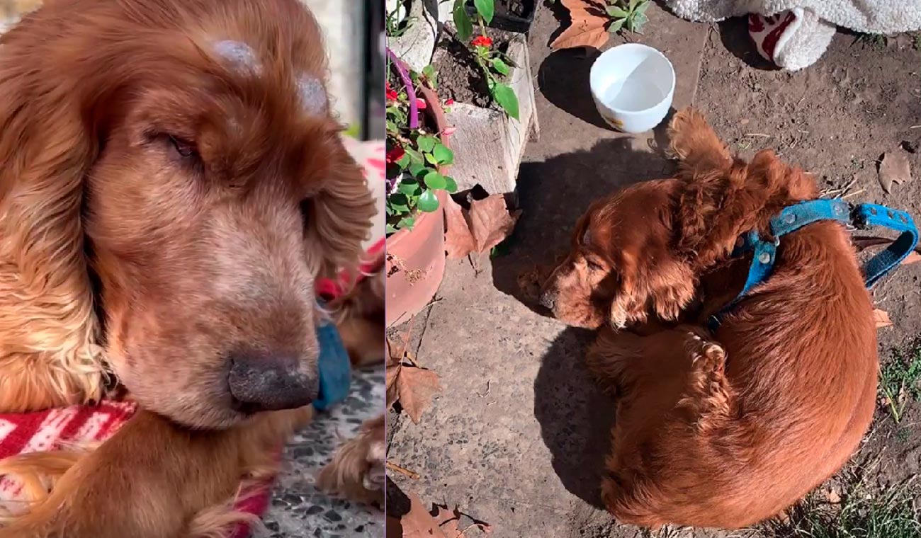 Perro ciego abandonado por su ama