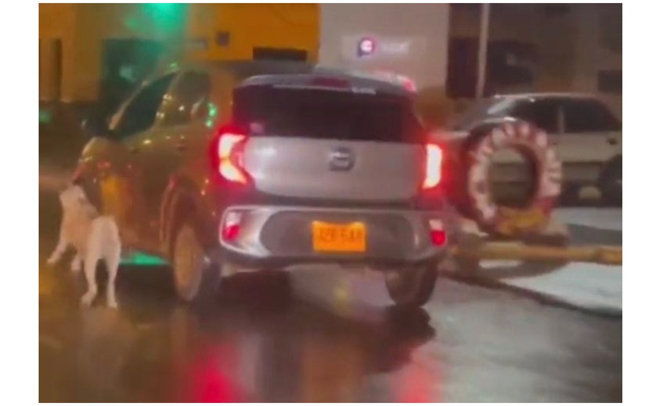 Abandono de mascota en Cali