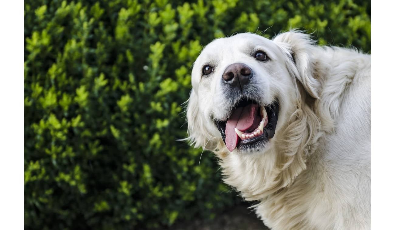Perro caminó por 27 días para encontrar a su familia que lo abandonó