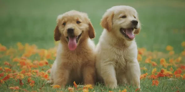 Conectar emocionalmente con mascotas: el hábito que fortalece vínculos y reduce estrés.