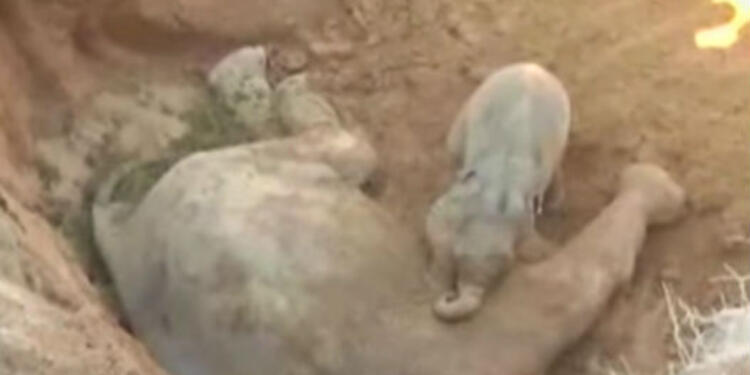1604_elefante-bebe_620x350.jpg