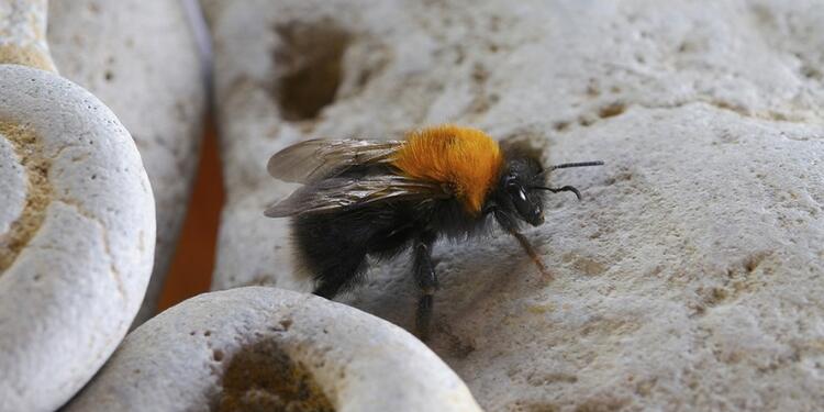 Abejas
