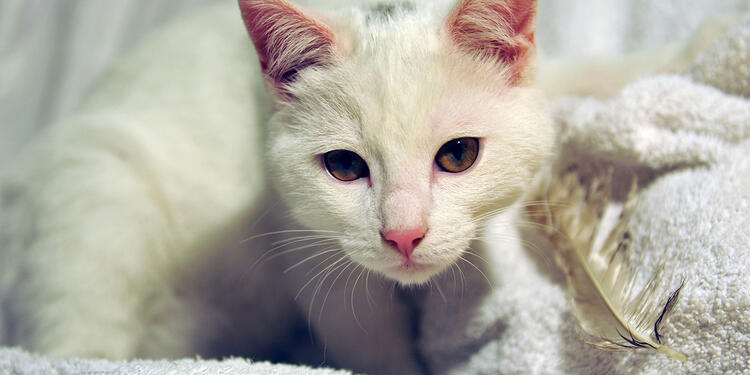 Las donaciones serán entregadas a los gatos víctimas de violencia. Gato blanco