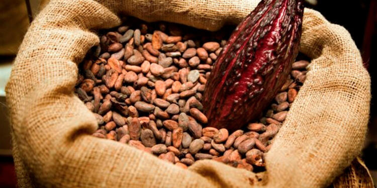 Producción de cacao afectada por las lluvias