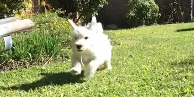 Perro 'Cuco'.