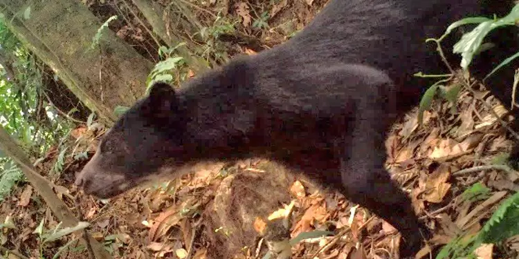 Oso Andino.